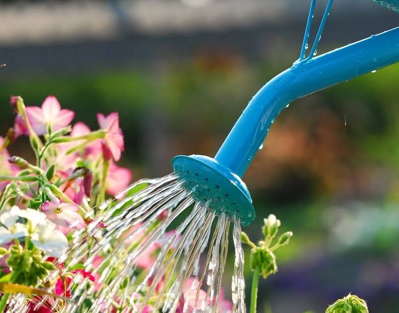 7 лучших способов смягчения воды для домашних растений