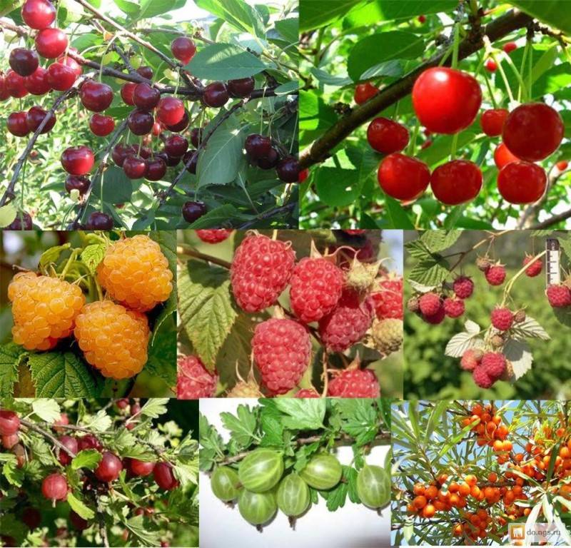 8 лучших плодово-ягодные кустарника для сада на даче