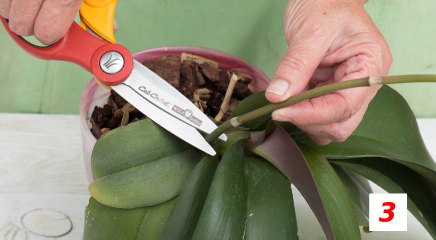 Выращивание фаленопсиса в домашних условиях: в воде, без субстрата, на коряге, на гидропонике, в стекле, на блоке и в стеклянной колбе, а также фото теплички для орхидеи и её агротехника