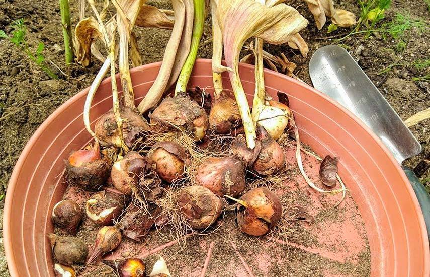 Тюльпаны: когда выкапывать луковицы и высаживать?
