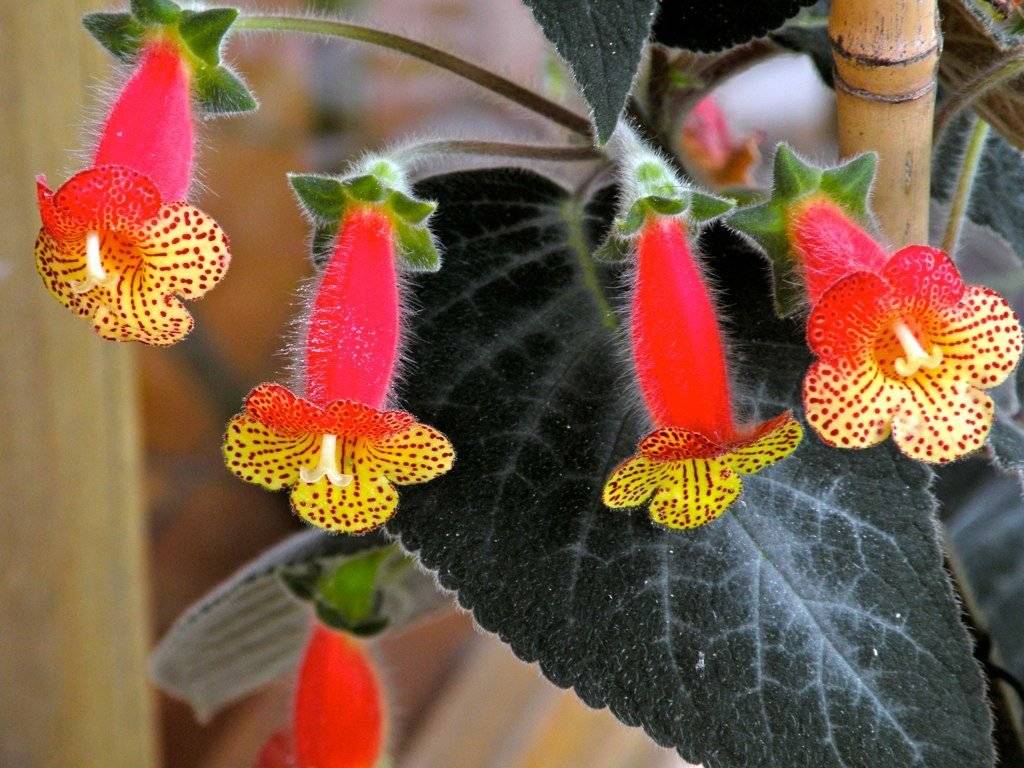 Геснериевые - семейство gesneriaceae - описание таксона - плантариум