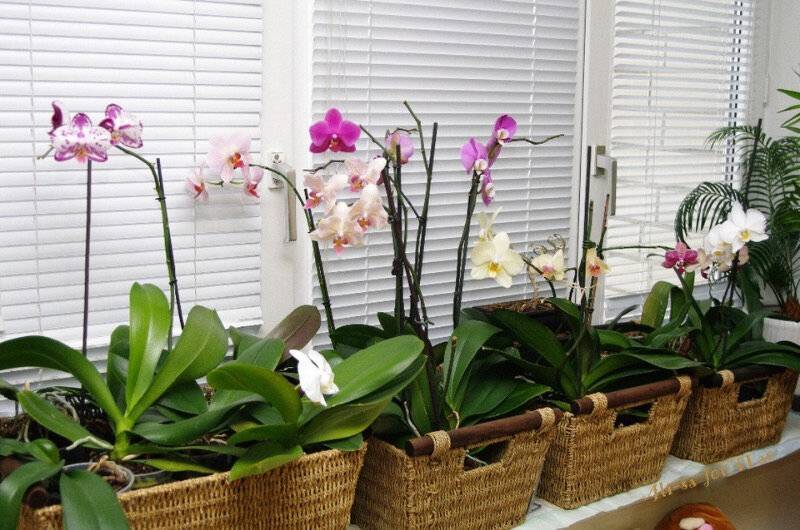 Можно ли орхидеи держать в спальне, где они должны стоять в квартире, каково их влияние на здоровье человека и почему их нельзя держать у кровати: фото-примеры дизайна с фотообоями без живых растений