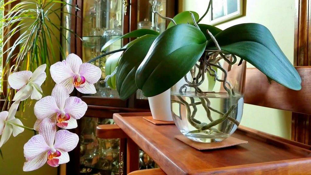Почему не цветет орхидея и какую ошибку допускают почти все