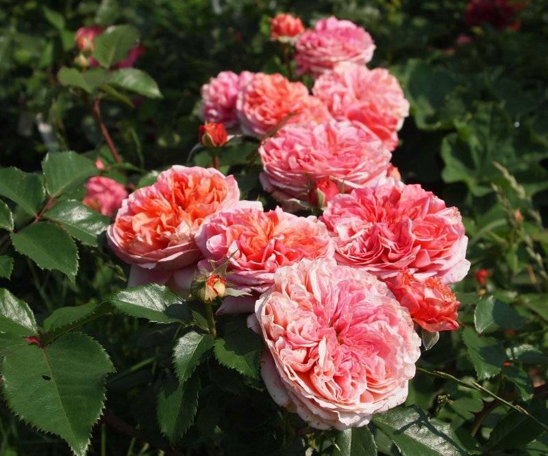 Роза мидсаммер: подробное описание, особенности посадки, выращивание и уход за цветочным сортом