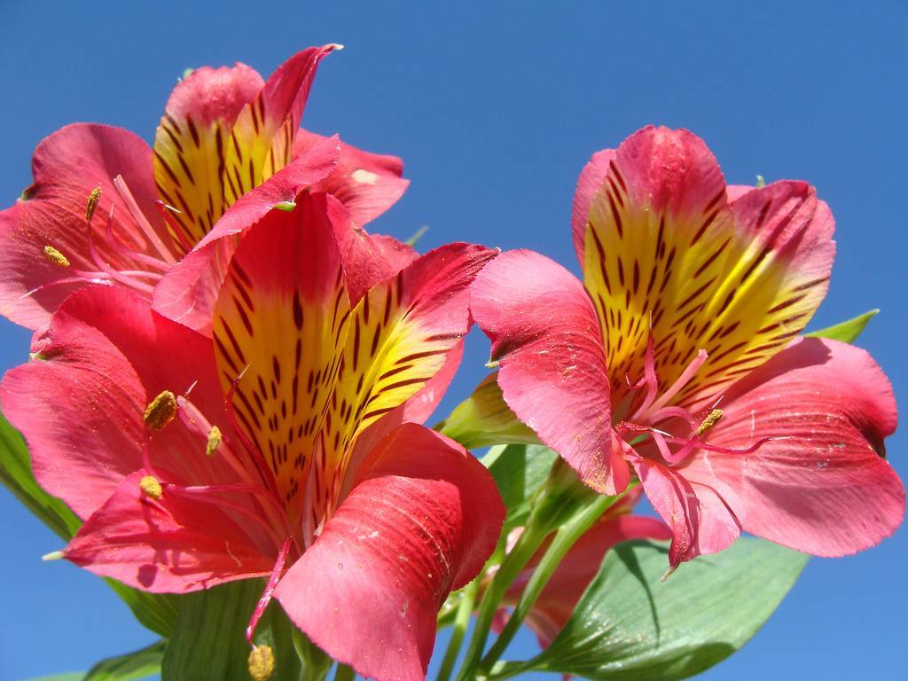 Цветок альстомерия или перуанская лилия: посадка и уход в открытом грунте