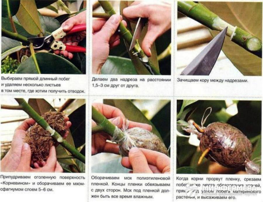Как размножают фикус в домашних условиях: разведение цветка бенджамин и других сортов семенами, отводками, черенком и большим листом, инструкция размножения