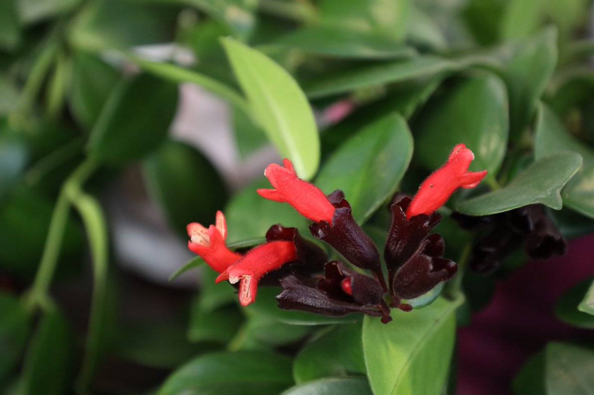 Комнатный цветок эсхинантус — выращивание в домашних условиях