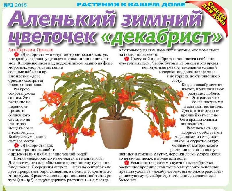 ✅ декабрист цветок (шлюмбергера, зигокактус): выращивание и уход в домашних условиях, размножение, пересадка, питание