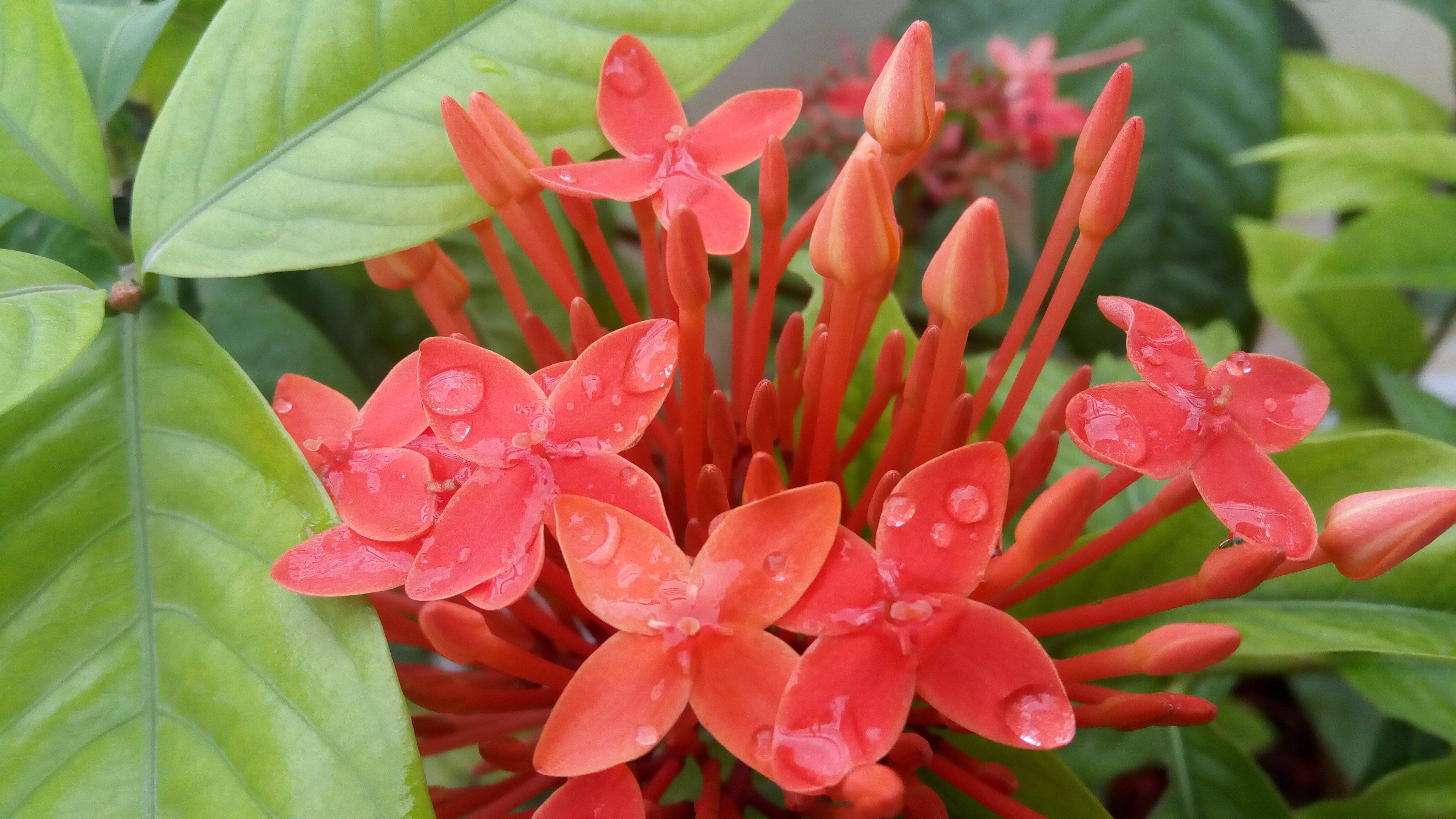 Иксора цветок — описание растения, посадка и уход