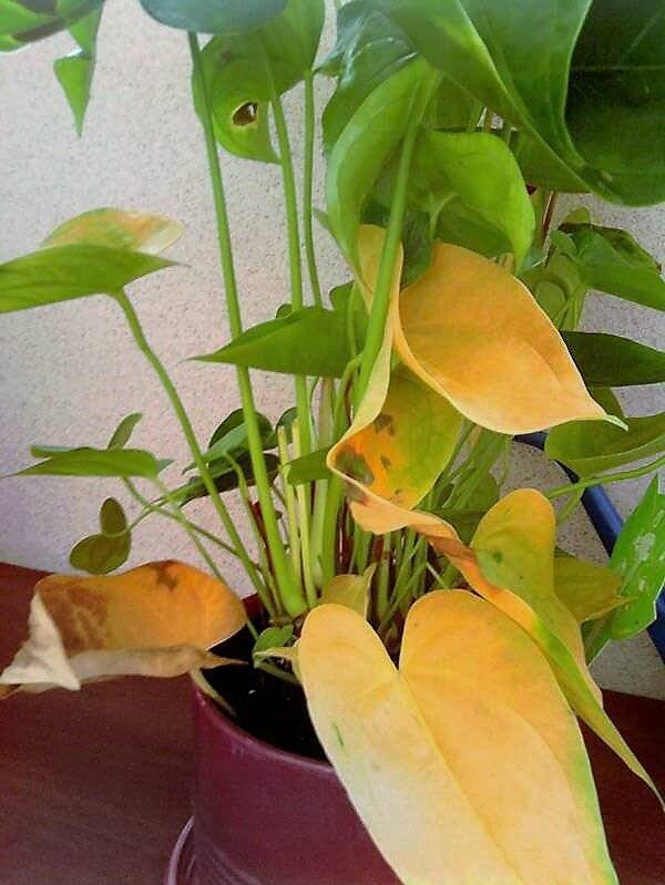 Антуриум желтеют листья после пересадки. вредители антуриума | зелёный сад