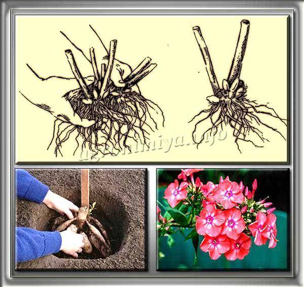 Лучшие способы, как размножить хосту: с помощью черенков, семян, поделить куст