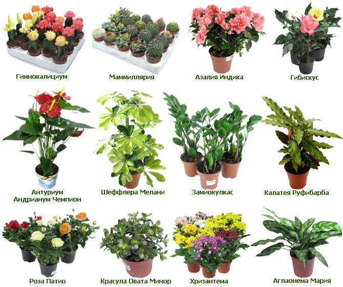 Лучшие виды вьющихся и ампельных комнатных растений в домашнем интерьере. вьющиеся комнатные растения: 31 разновидность с фото и названиями