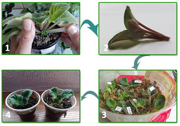 Способы размножение фиалок (сенполий). как можно вырастить из листочка фиалку в домашних условиях