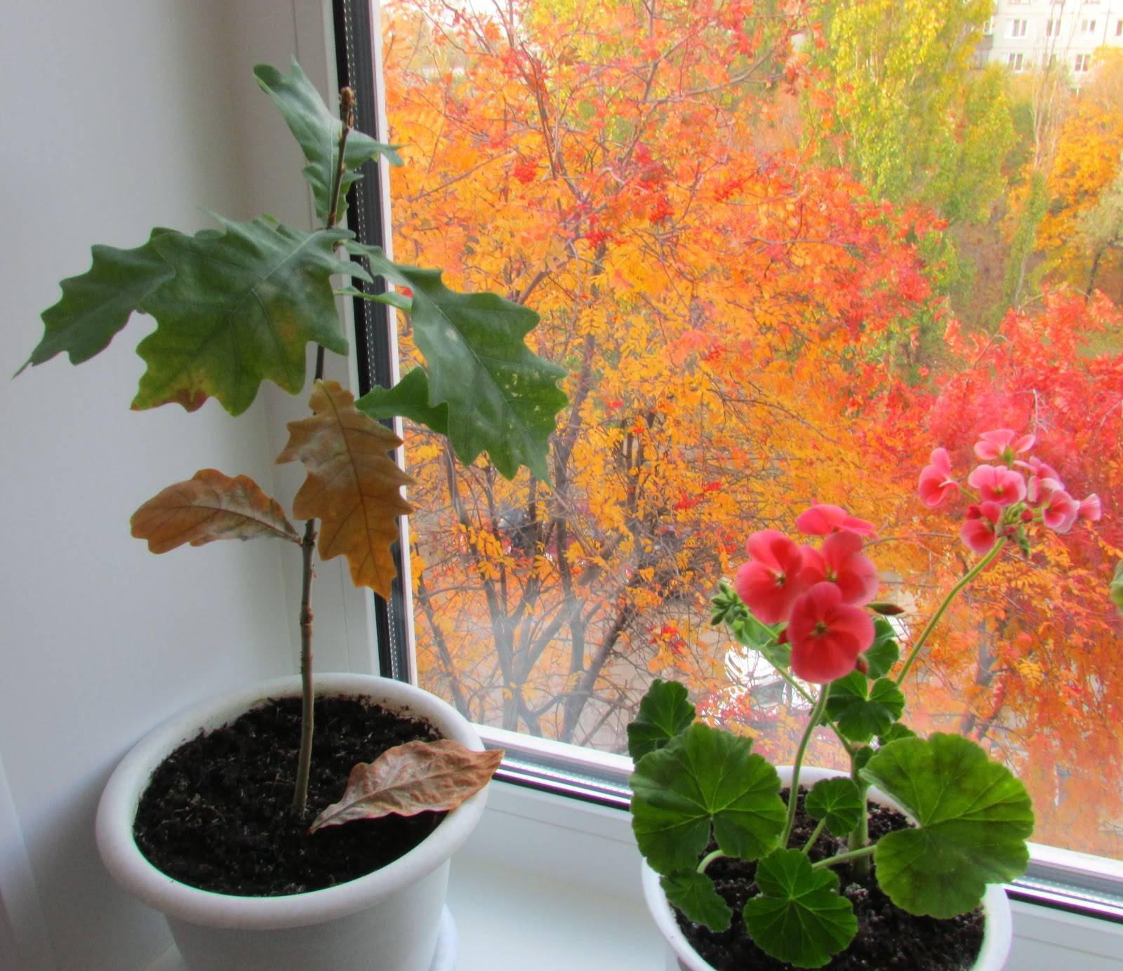 Уход за комнатными растениями осенью