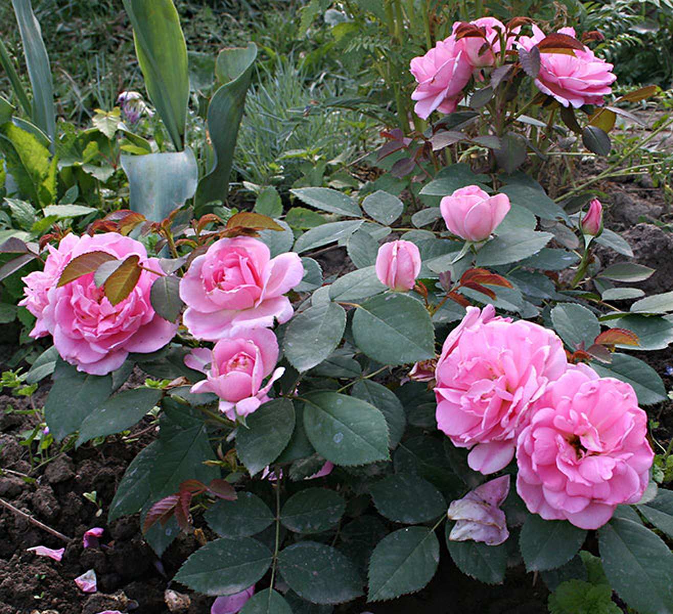 Роза прейри джой (prairie joy): описание, фото, выращивание