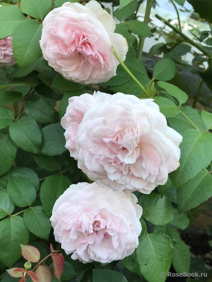 Роза чарльз дарвин (charles darwin) - шраб - фото, описание сорта