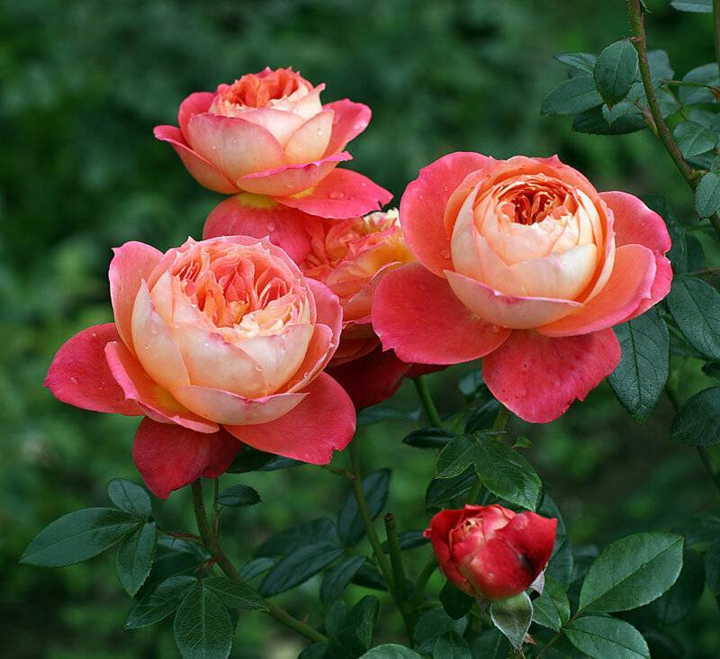 Роза квин оф херц | мой сад и огород