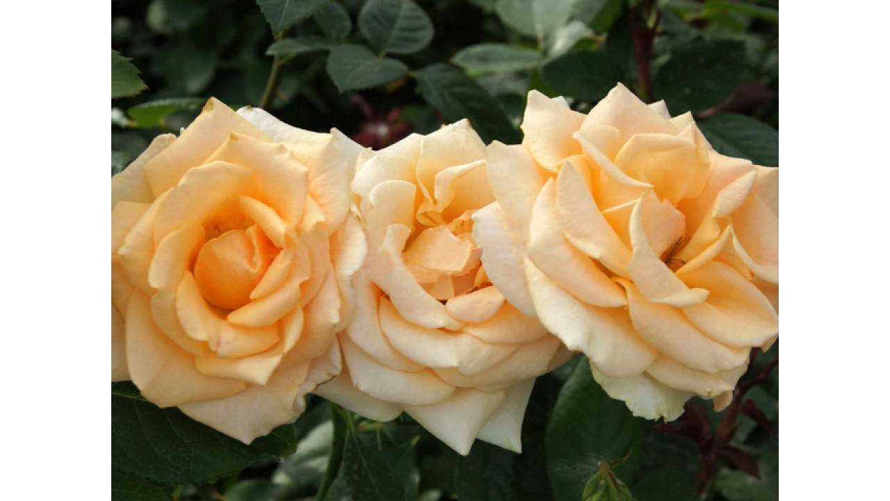 Сорт роз версилия: фото и описание