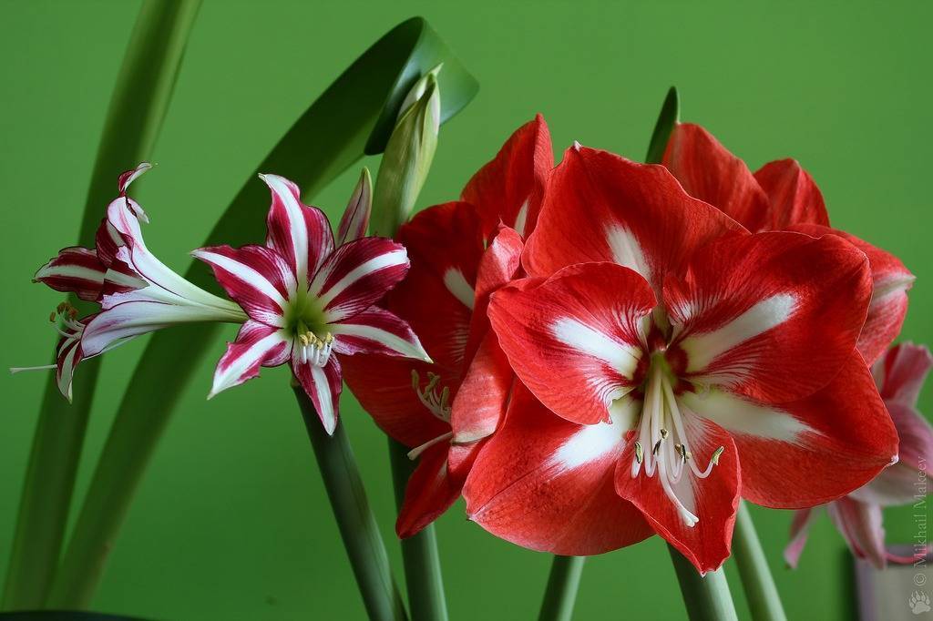 Цветы семейства амариллисовых фото с названиями