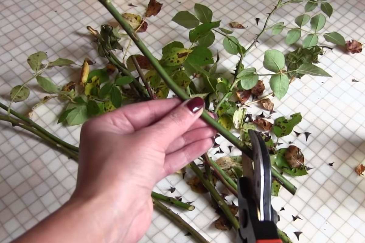 Как укоренять розы черенками в домашних условиях?