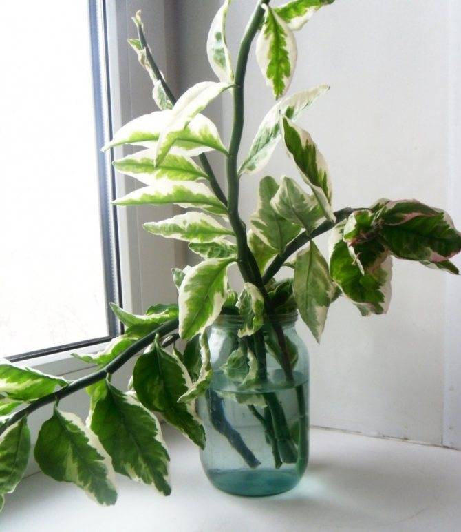 Педилантус: уход в домашних условиях, фото растения