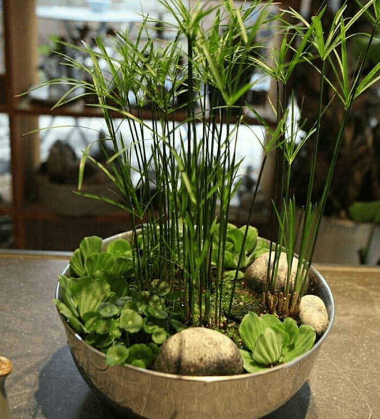 Циперус — требования к температуре, влажности и грунту для быстрого роста. 51 фото растения