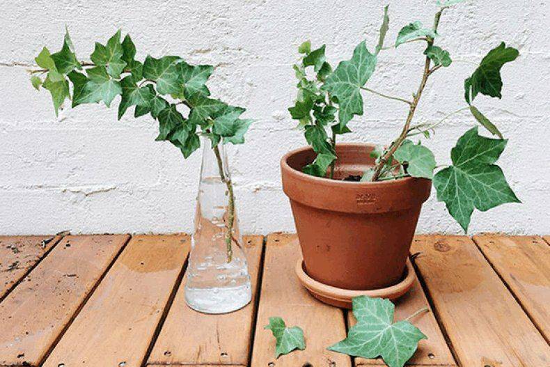 Черенкование — отличный способ размножить любимые растения