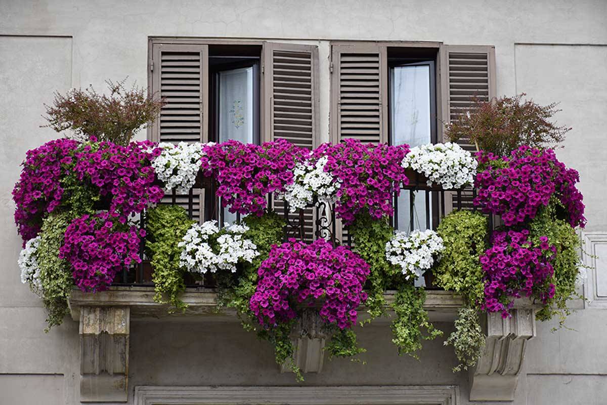 Как вырастить пышную петунию на балконе или лоджии