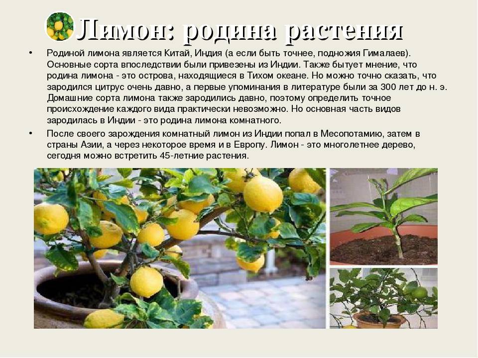 Знайте все о комнатном лимоне и условиях его выращивания в домашних условиях