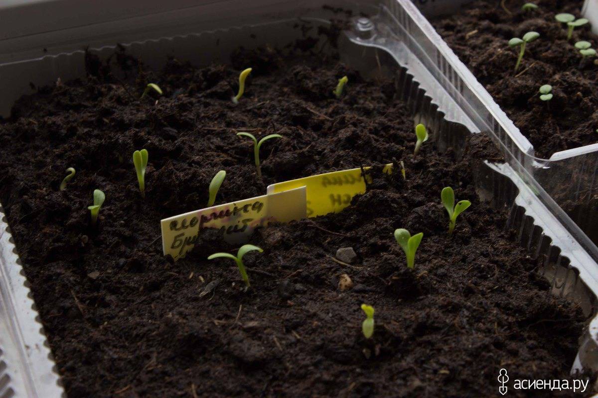 Выращивание однолетнего флокса друммонда из семян: посев и уход за рассадой