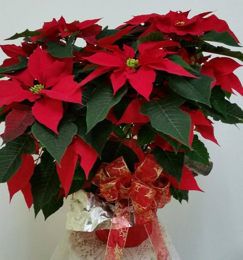 Цветы рождественская звезда: описание, особенности ухода, полив и освещение, фото - sadovnikam.ru