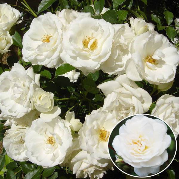 Описание плетистой розы “шнеевитхен” с отзывами и уходом