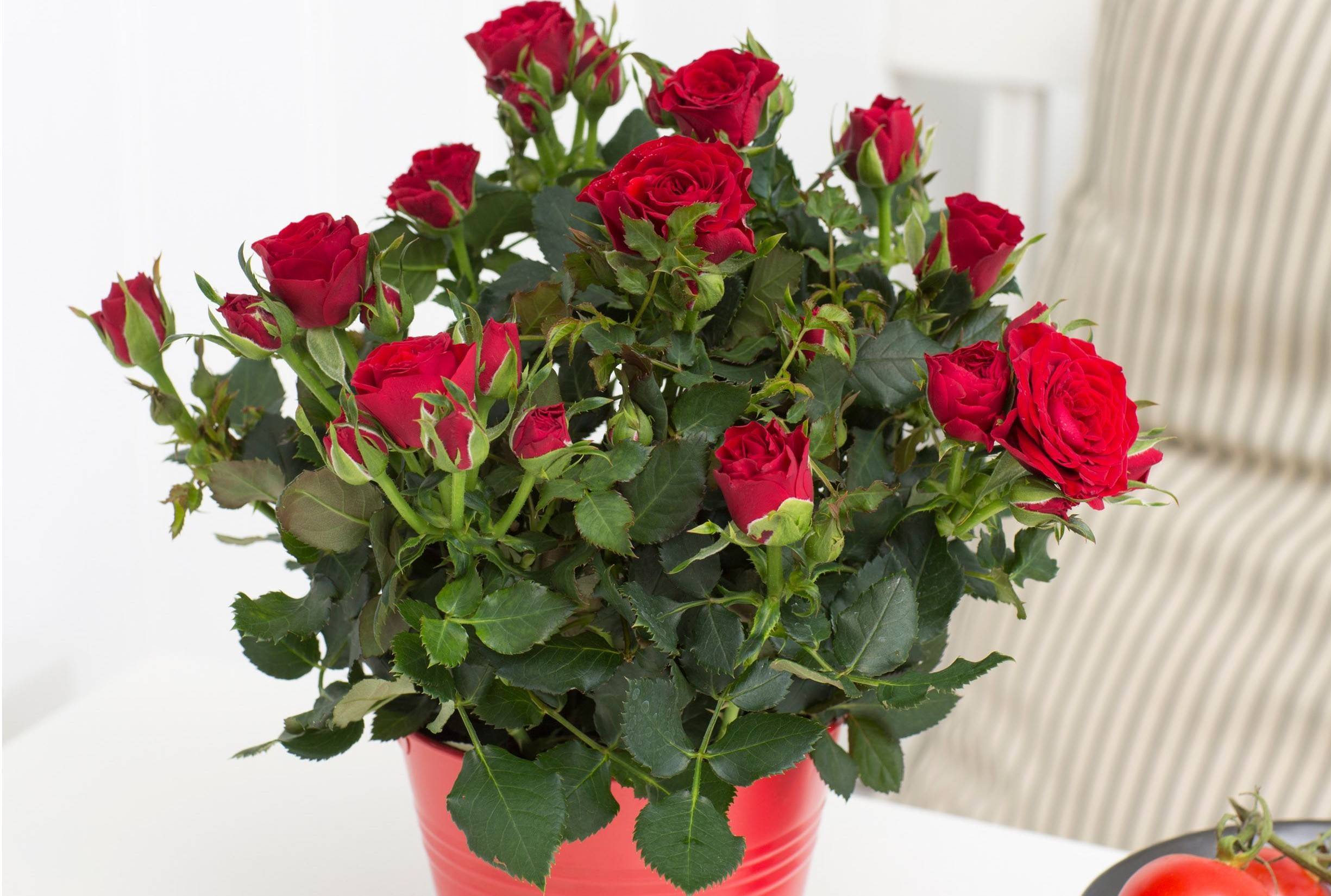 Розы – лучшие сорта и классификация