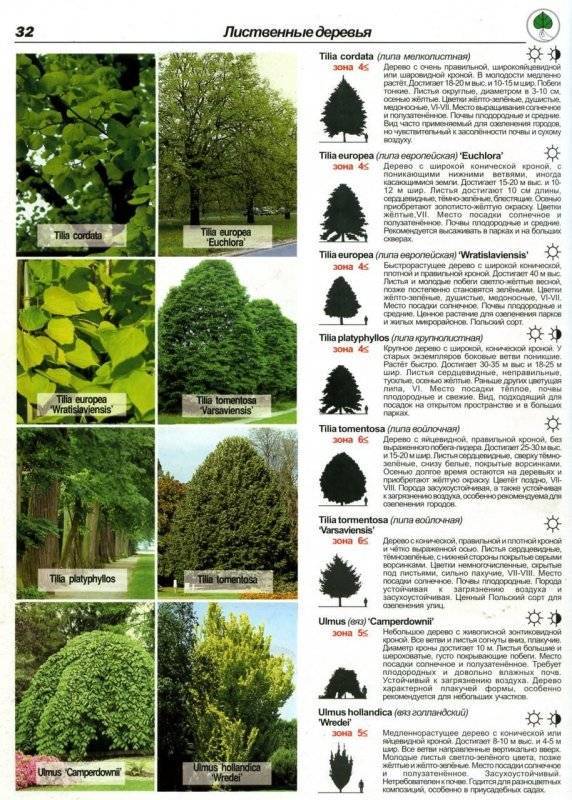 Хвойные деревья россии: самые распространенные виды