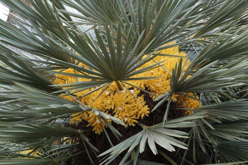 Хамеропс: самая оригинальная веерная пальма в вашем доме | огородники