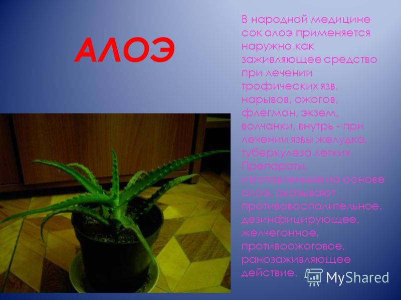 Алоэ сообщение. Комнатные растения информация. Алоэ растение. Алоэ Родина растения. Алоэ описание растения.