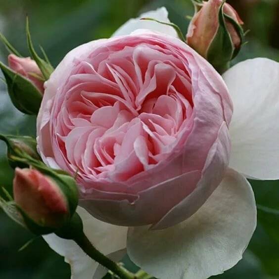 Выращивание английской сортовой розы херитейдж: как ухаживать за «остинкой»