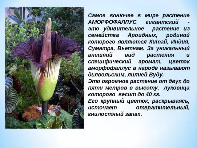 ᐉ интересные факты о растениях - roza-zanoza.ru