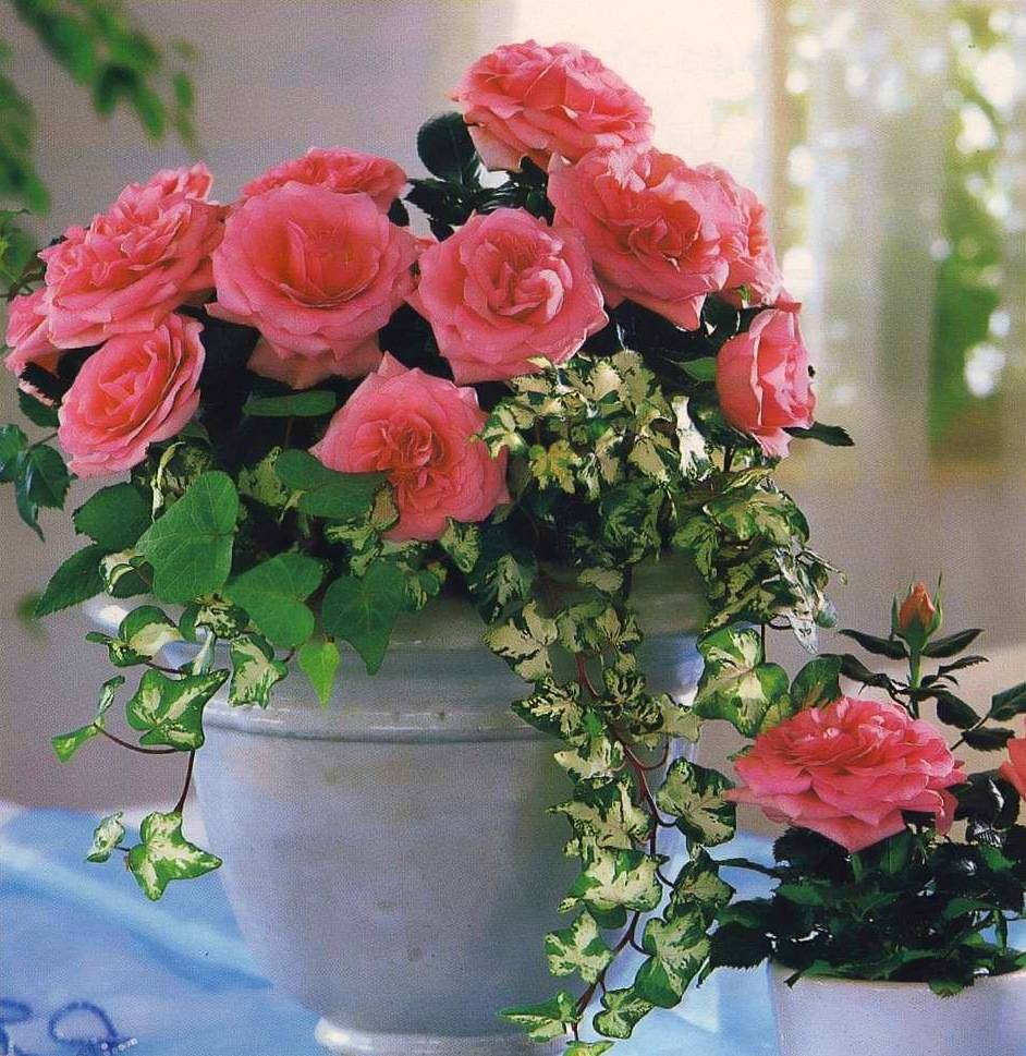 Красивые розы в вазе: как выбрать сорт и емкость и правильно ухаживать за цветами?