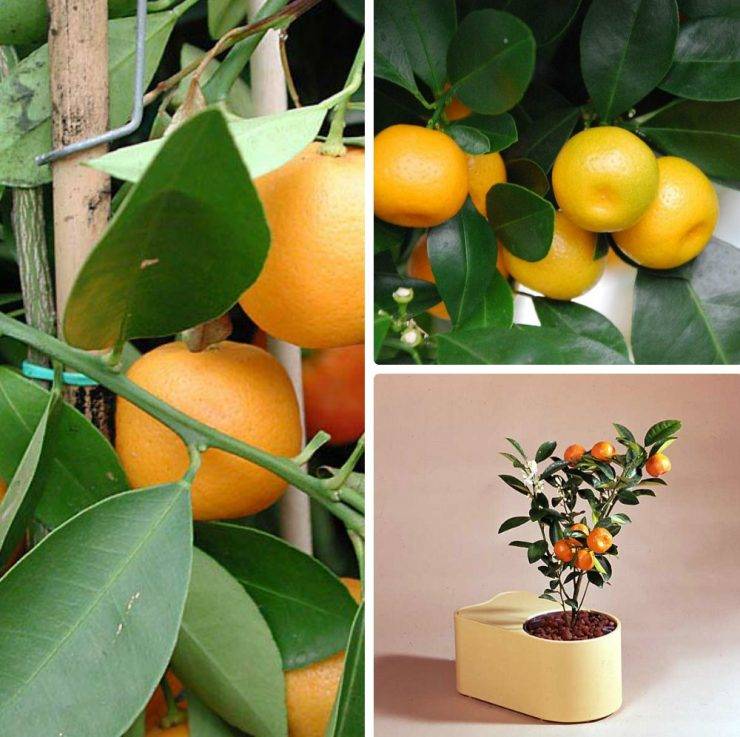Каламондин (цитрофортунелла): уход в домашних условиях за золотым апельсином