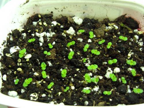 Глоксиния: грунт и горшок для посадки, и как сажать разными способами, какая земля нужна, как выбрать почву, как ухаживать за цветком в домашних условиях?