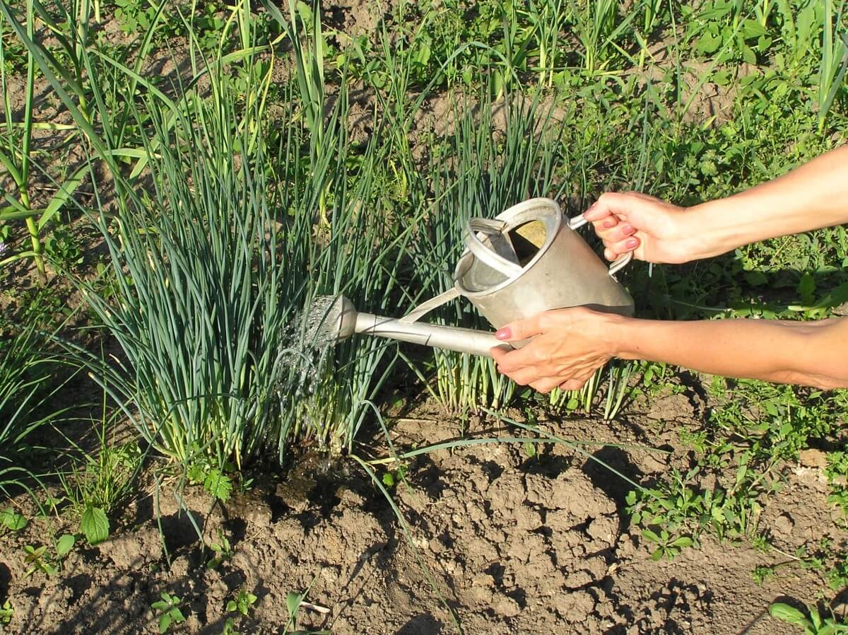 Как посадить азарину лазающую: особенности выращивания из семян