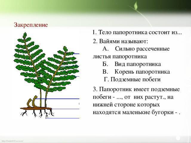 Описание строения папоротников: корни, стебли, вайя папоротниковых растений