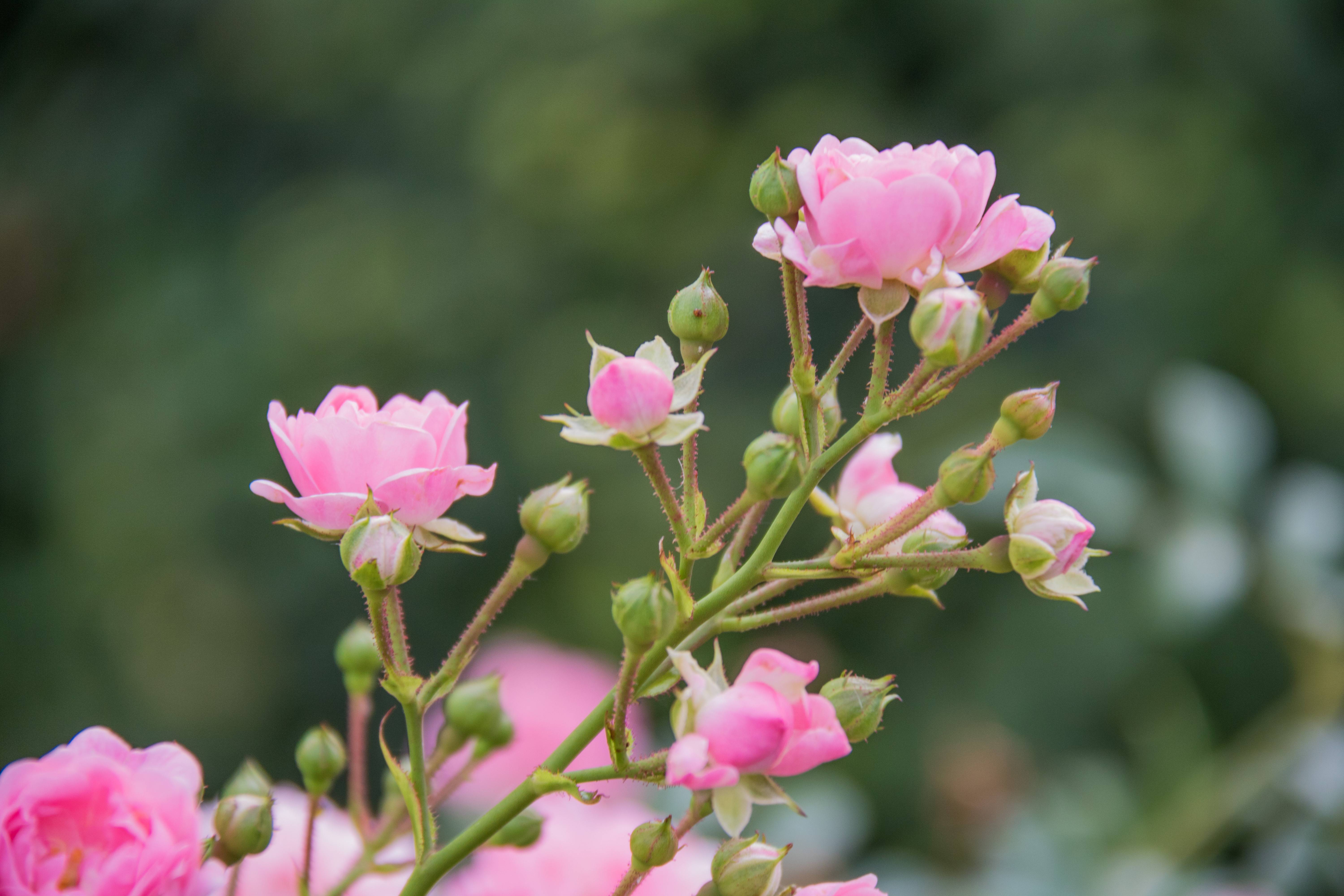 Выращивание роз в саду и уход за ними