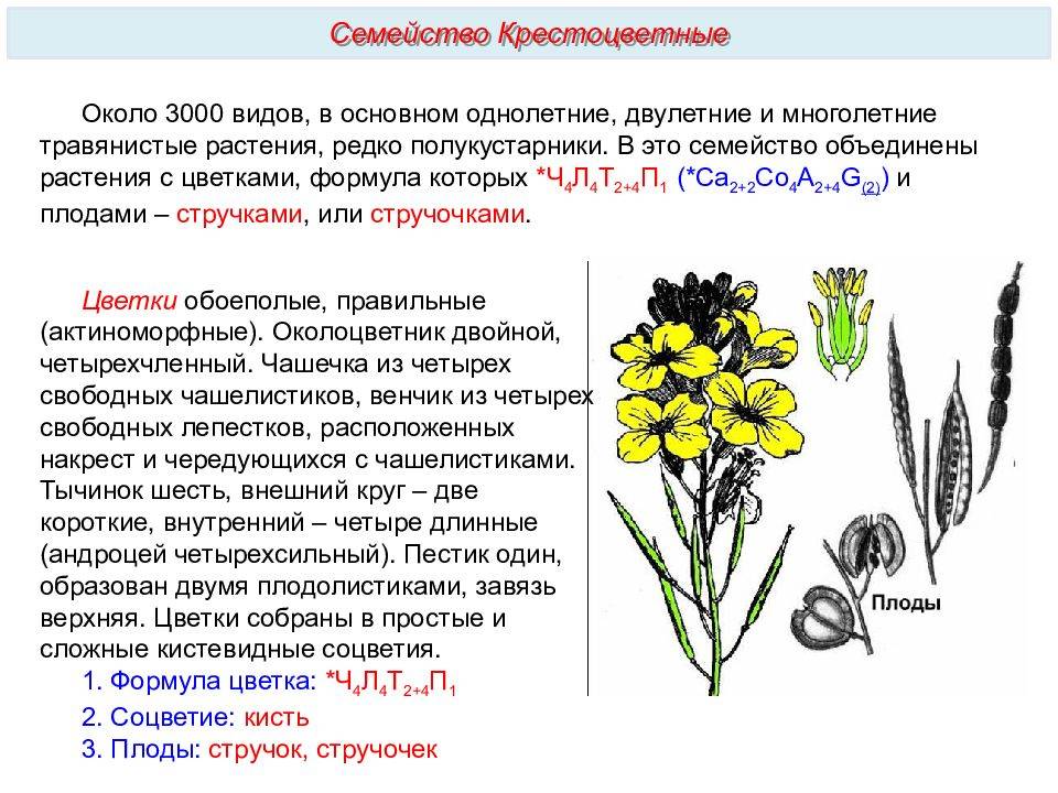 Крестоцветные растения (капустные)