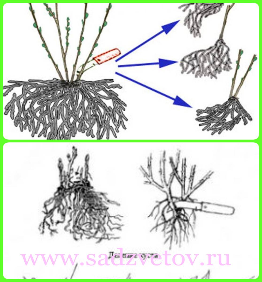 Лапчатка кустарниковая: уход и выращивание, как и когда обрезать, размножение с фото