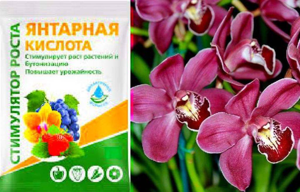 Янтарная кислота для орхидей: как разводить и применять