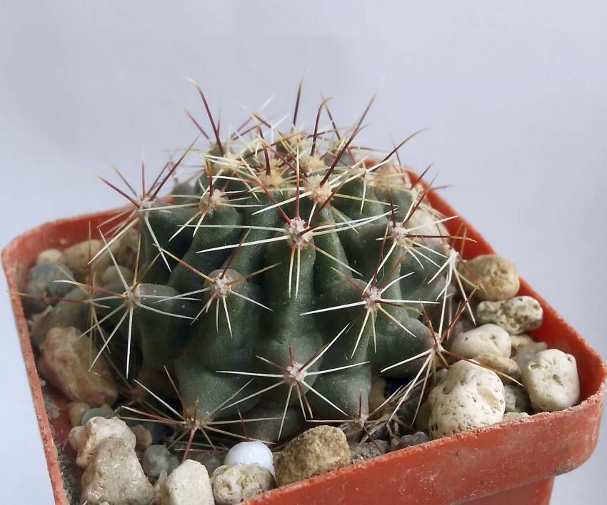 Ферокактус - виды, их описание и нюансы размножения кактуса (105 фото + видео)