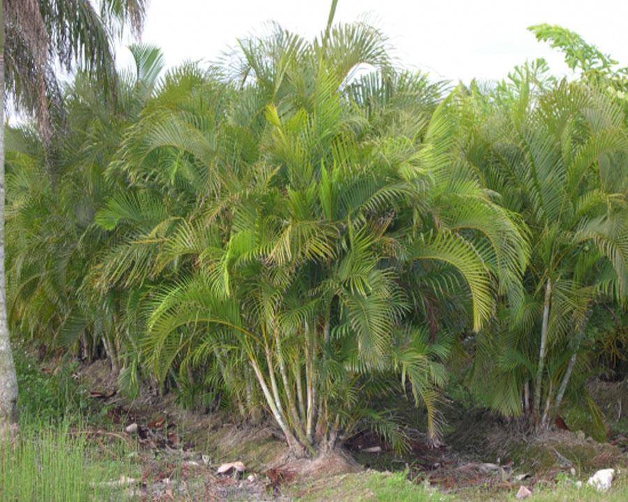 Домашняя пальма арека уход в домашних условиях выращивание из семян размножение и пересадка