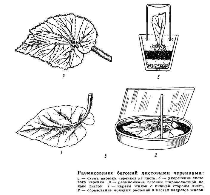 Размножение кротона в домашних условиях листом и черенками + фото пошагово
